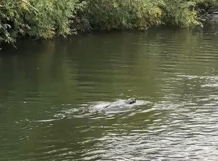 лох-несское чудовище