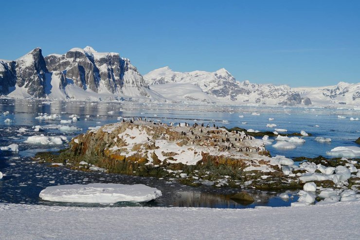 Пінгвіни біля станції "Академік Вернадський"