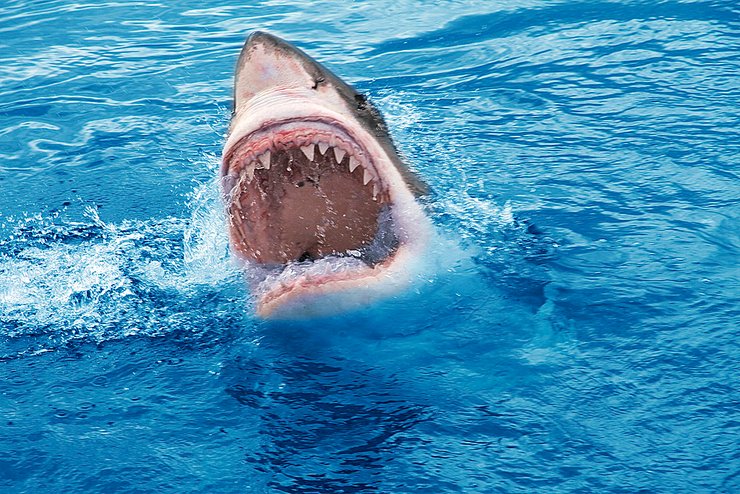 фото, акула, фильм Челюсти