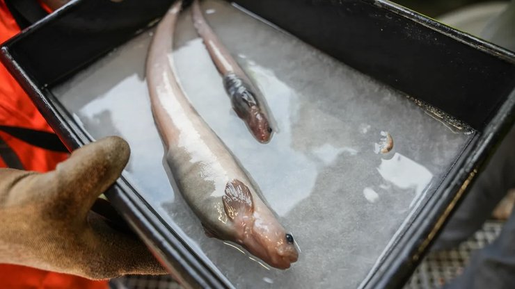 риба новий вид