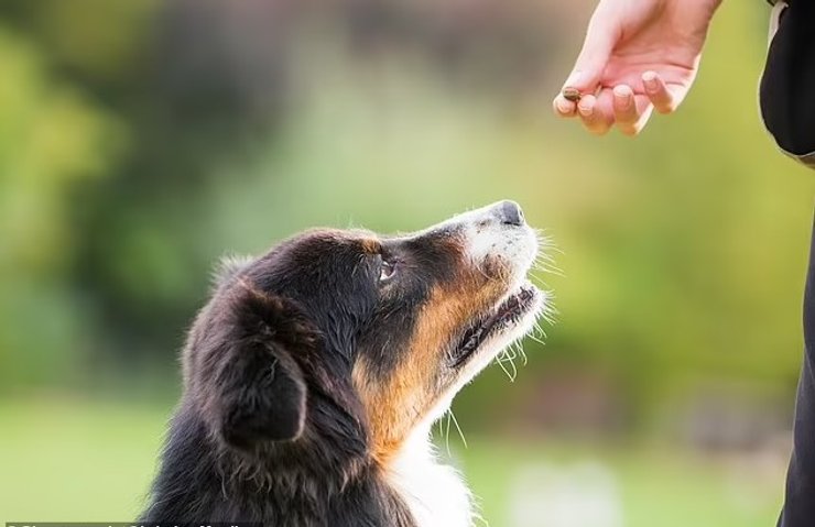 При выборе корма для собаки, важно учитывать не только породу, но и индивидуальные пищевые потребности питомца