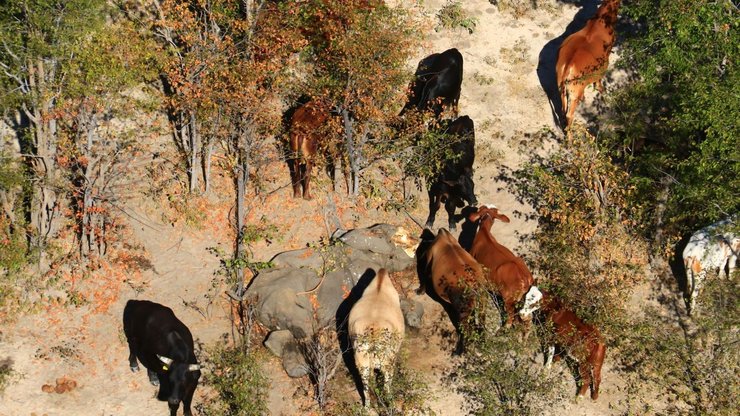 гибель слонов в ботсване 1