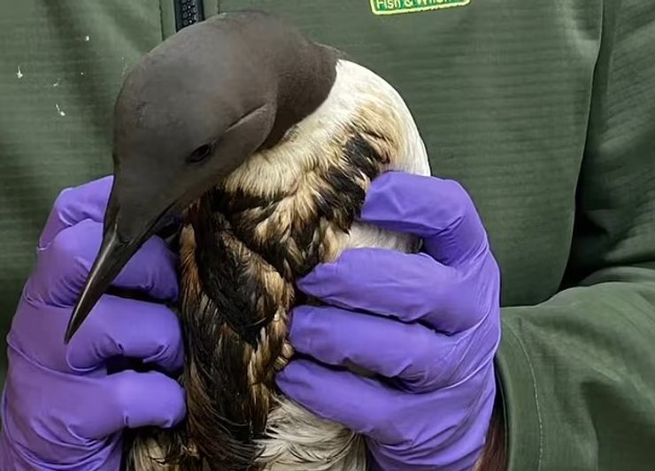 нафта пляж птах