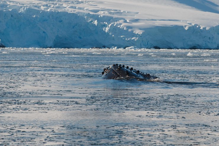Антарктида, полярники, кит, океан, экспедиция, зимовка