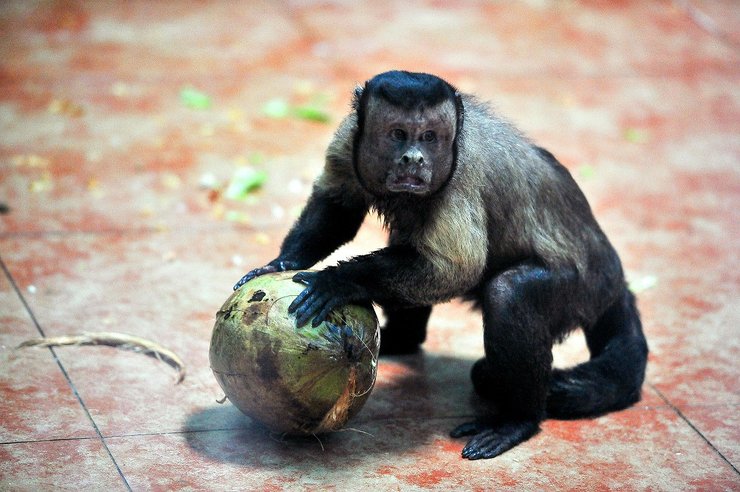 капуцин, обезьяна