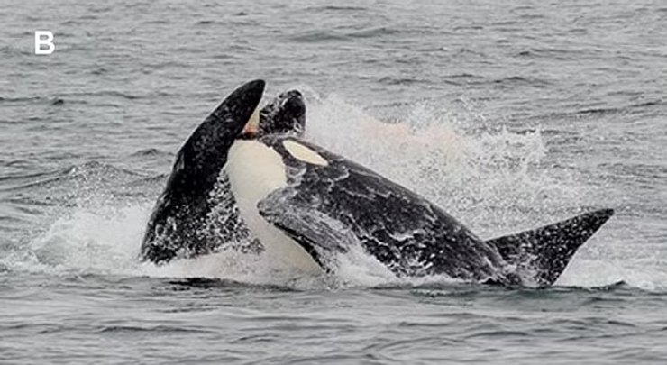 випадіння косатка кит