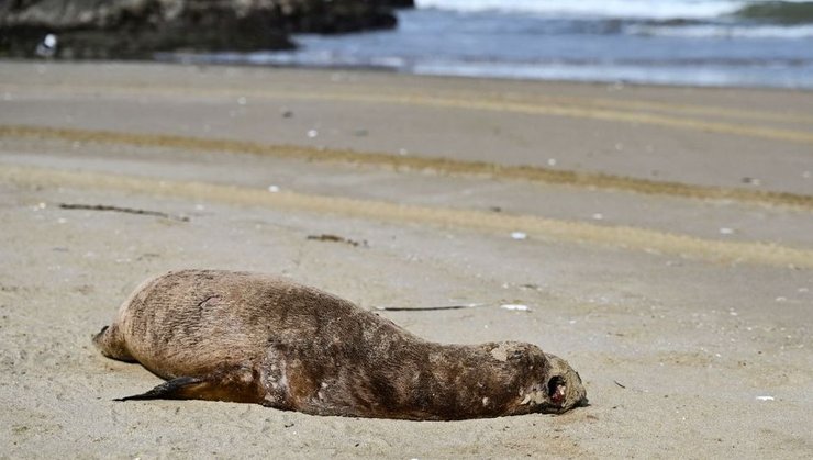 мертвый морской котик
