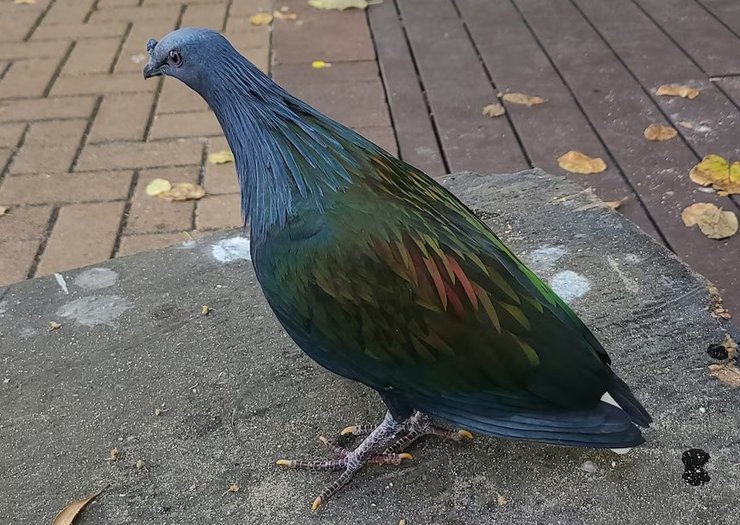 никобарский голубь