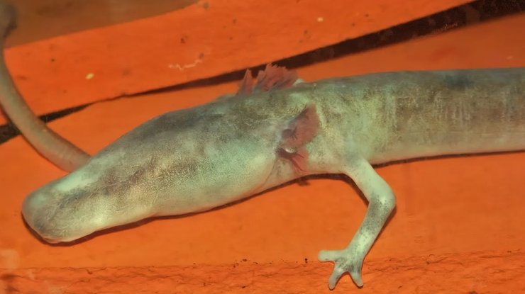 європейський протей олм