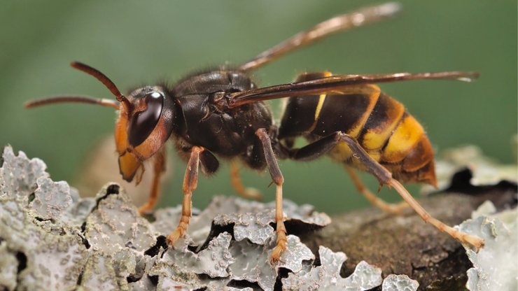 Шершень, Vespa velutina, насекомые, курьезы, захватили остров, убивают пчел, власти бьют тревогу, инвазивный вид, азиатские шершни, шершни-убийцы