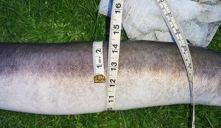 Рыбак выловил самого большого угря в Великобритании, Стив Рикетс, улов, рыбалка, хобби, титул, курьезы, интересные новости