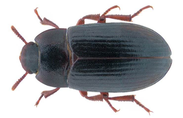 насекомые жуки, взрослый жук