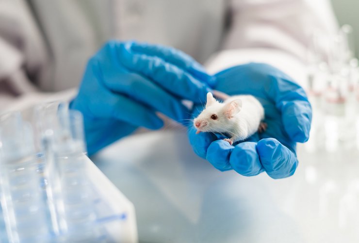 чипирование, микрочипы, испытание на мышах