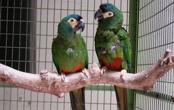 красноспинные ара