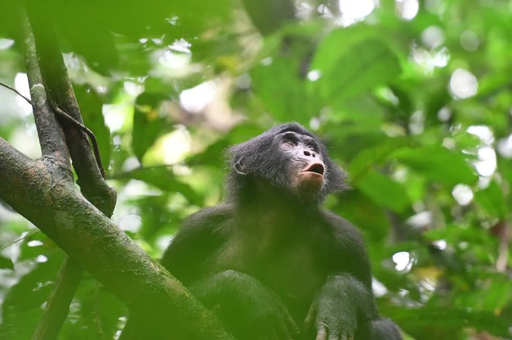 бонобо, самка бонобо, бонобо вокализации