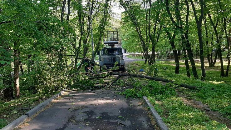 деревья киев, деревья, дерево, липа Петра Могилы, Петр Могила