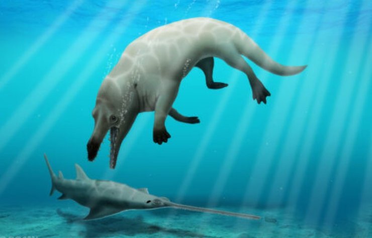 Phiomicetus anubis, древние косатки, древний предок китов.