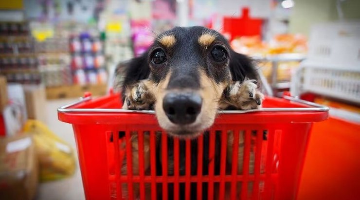 Благодаря государственному реестру будут собираться и анализироваться данные о численности домашних животных, состоянии их здоровья и вакцинации.