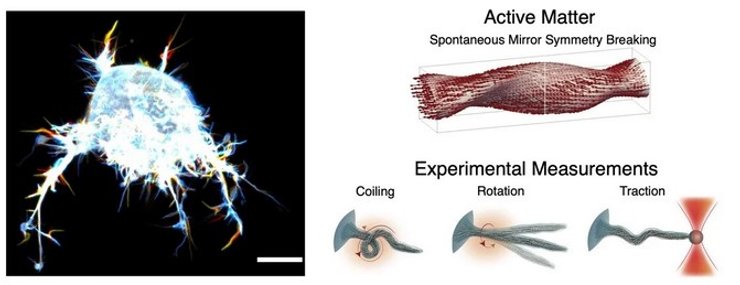 Филоподии, клетки