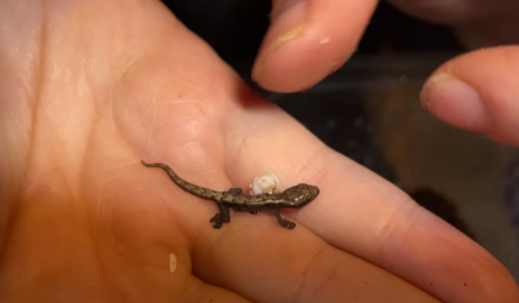 Гекконы, рептилии, эксперимент, блогеры, курьезные истории, приколы, исследования дикой природы, видео