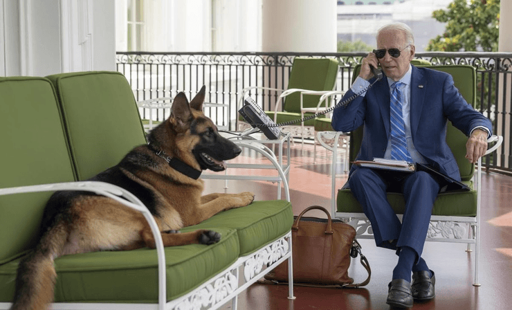 Командор, вівчарка, собака Джо Байдена