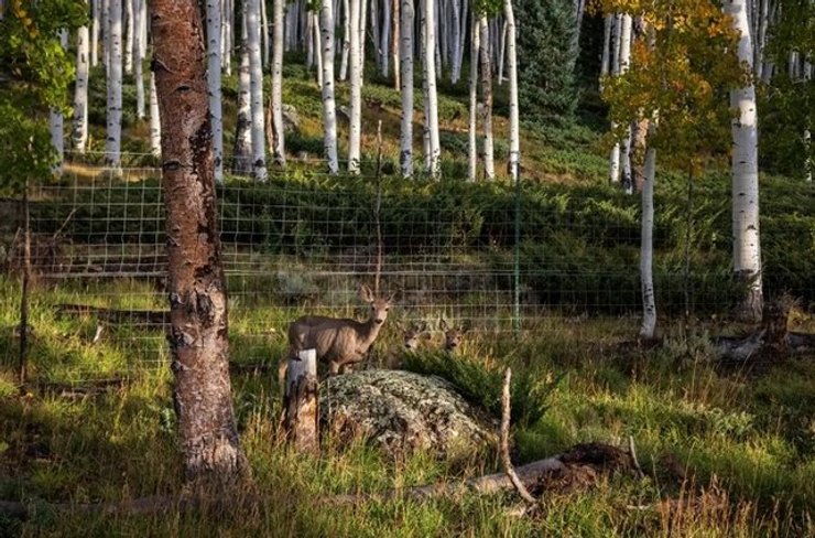Пандо, олень, лес, деревья, лесной массив, Юта