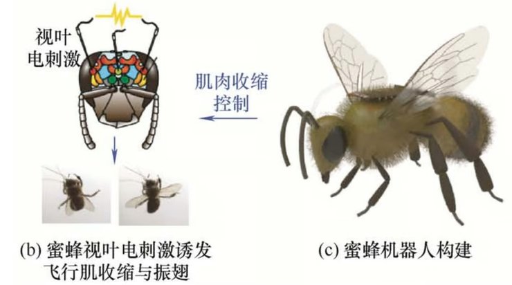 пчела киборг