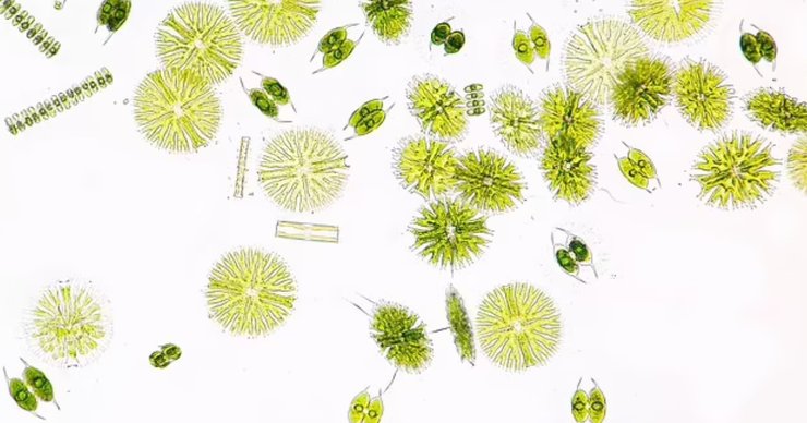 фітопланктон K2-18b