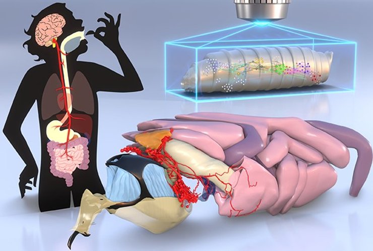 питание глотание процесс