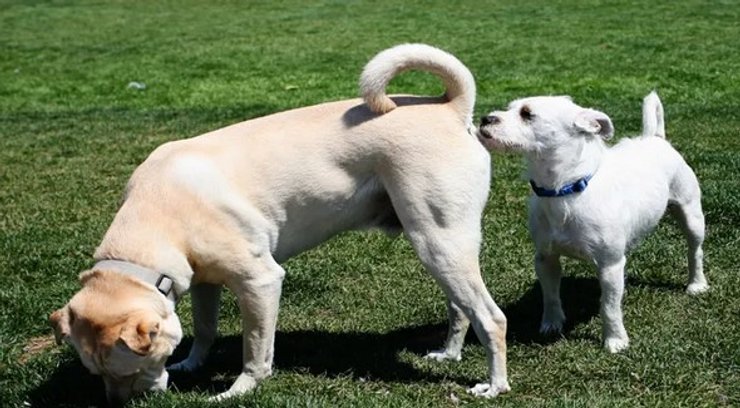 собаки нюхают под хвостом