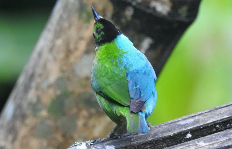вухколірний зелений саї