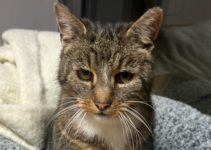 Кот из Великобритании, возвращение, животные, невероятная история, фото, чип, курьезы