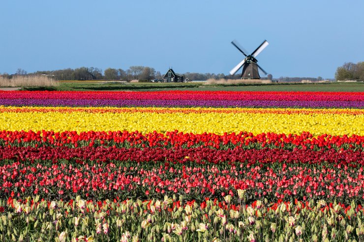 Голландия, Нидерланды, королевство Нидерланды, история Европы, тюльпаны, мельницы