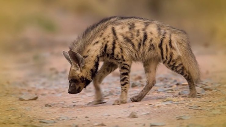 Печера Умм-Джірсан, саудівська аравія, печера кісток, кістки, гієни