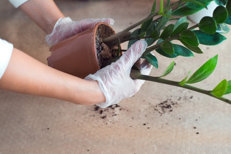 пересадка замиокулькаса