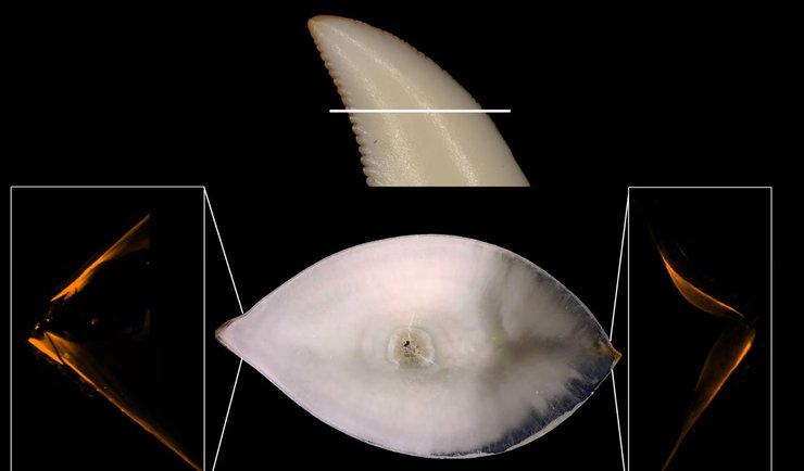 дракон варан комодо