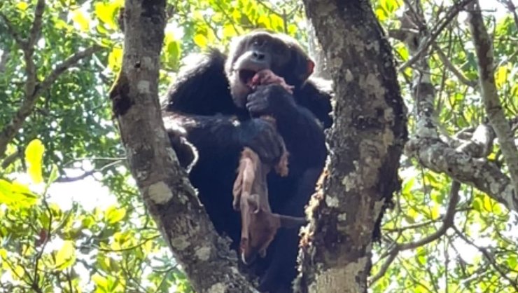 шимпанзе добыча