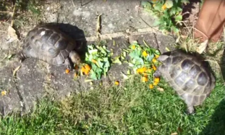 Черепаха в акваріумі, черепаха, дві черепахи, домашня черепаха, вкрали черепаху, зникла черепаха, 38 років разом, домашня тварина