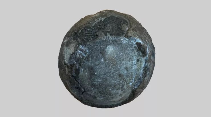 яйце, черепаха, динозаври, кладка яєць, ембріон