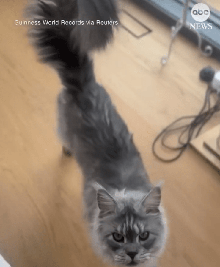 містер Пагслі