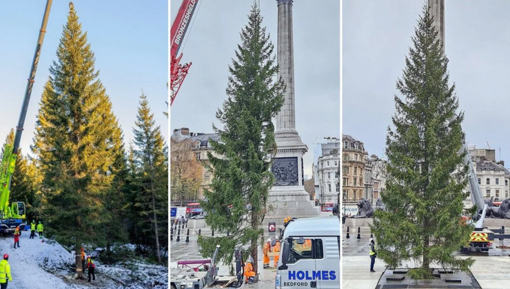 Ялинка у Лондоні, Велика Британія, дерево, Різдво, Новий рік, скандал з ялинкою, фото, курйози