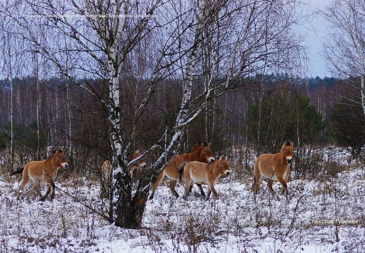 лошади Пржевальского, Чернобыльская зона отчуждения