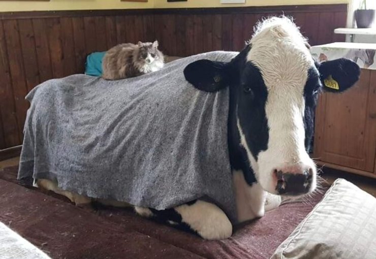 Корова Хильда