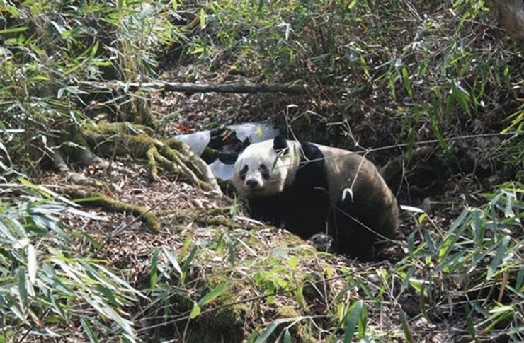 Большая панда, лес, земля, растительность