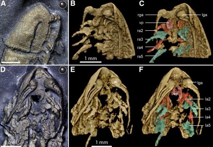 трилобіт золото скам'янілість