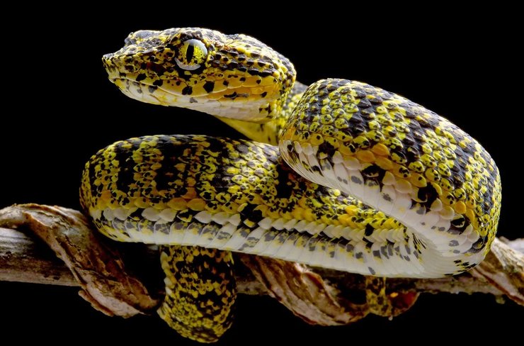 гадюка змія вії