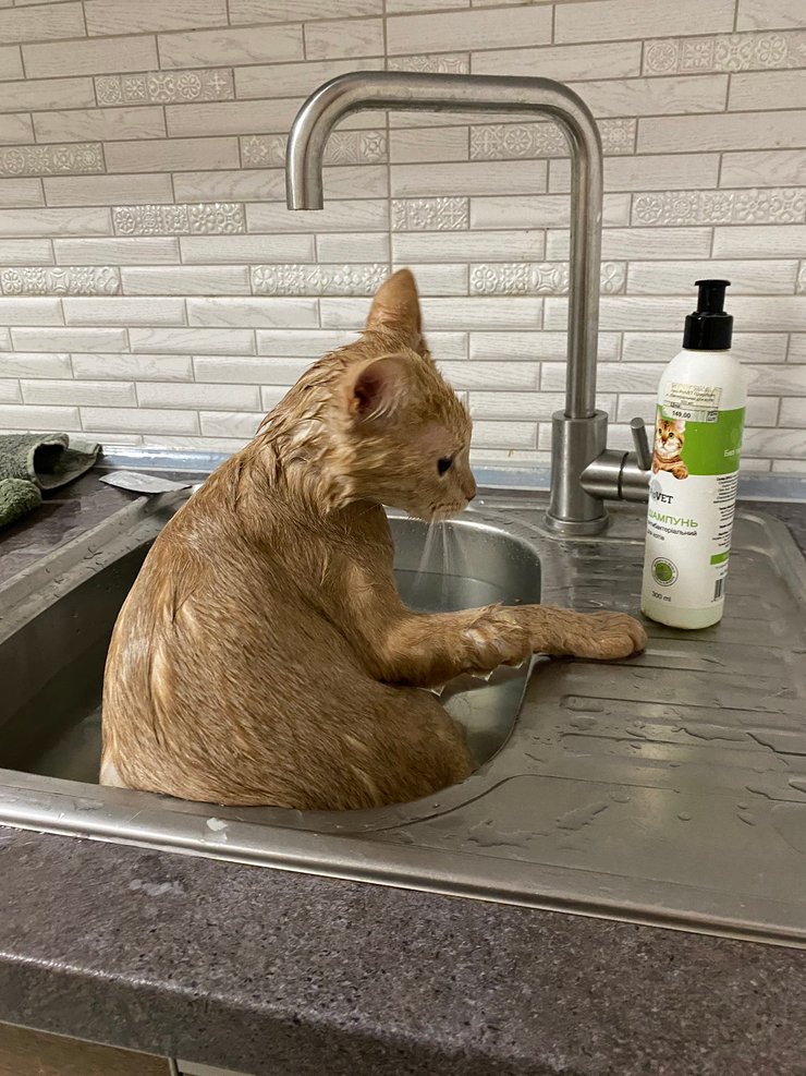 Рыжий кот, фото