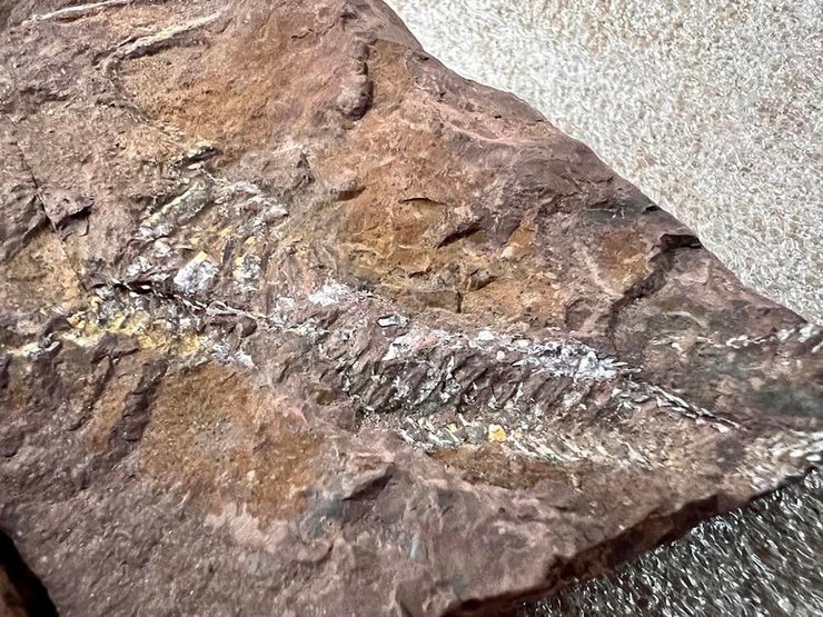 Таможня, Киев, камни, рыбы, девонский период, закон, законодательство, культура, палеонтология, окаменелость, отпечаток, культурная ценность, конфискация, США