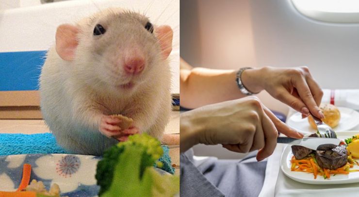 Самолет авиакомпании Scandinavian Airlines, аварийная посадка из-за мыши, лайнер, курьезы