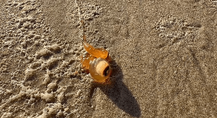 На пляже заметили загадочное существо, загадочное существо, морской обитатель, может ужалить, спагетти-монстры, выбросило на берег